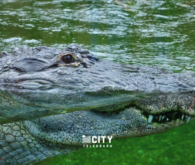 Forex Trading Guide 2021: Alligator Trading Strategy Forex Trading Guide 2021: Alligator Trading Strategy